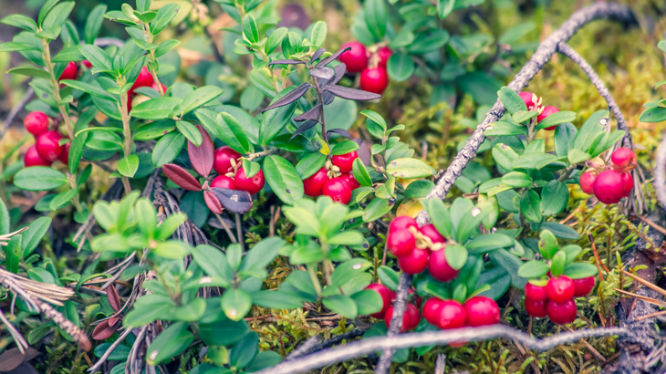 GDPR: Om sanktionsavgifter och EU‑domstolens dom angående aktivt samtycke till cookies