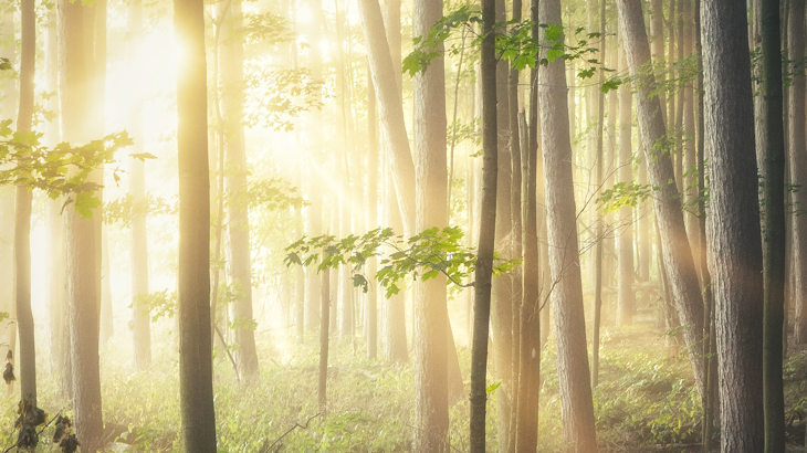 Visselblåsarlagen – sista-datum för inrättande av rapporteringskanaler för vissa bolag passerat