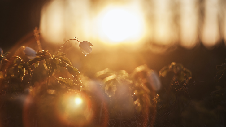 Vinge topprankat inom 16 områden i Legal 500