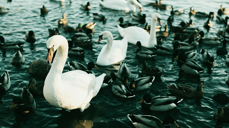 Insurance Services in Sweden – en översikt 2022